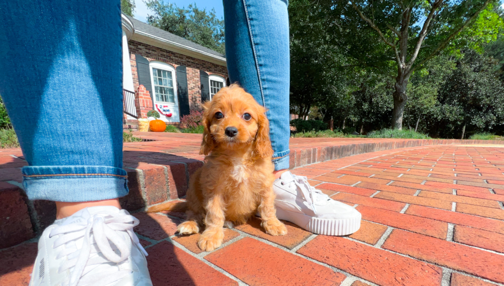 Cute Cavapoo Baby