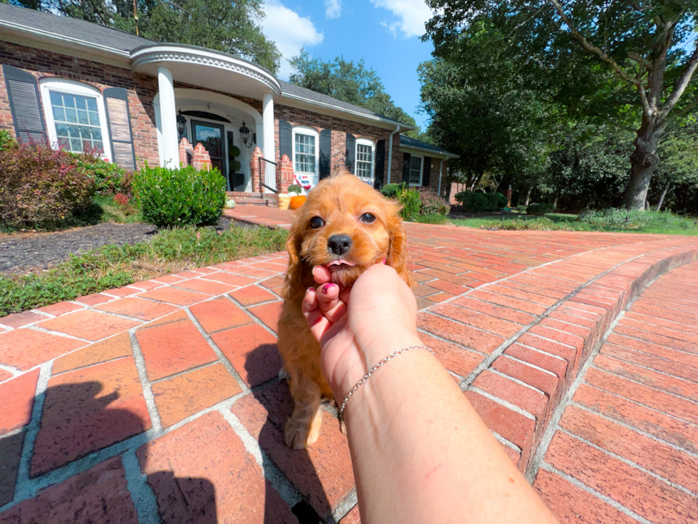 Cute Cavapoo Poodle Mix Pup