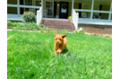 Cavapoo Puppy for Adoption