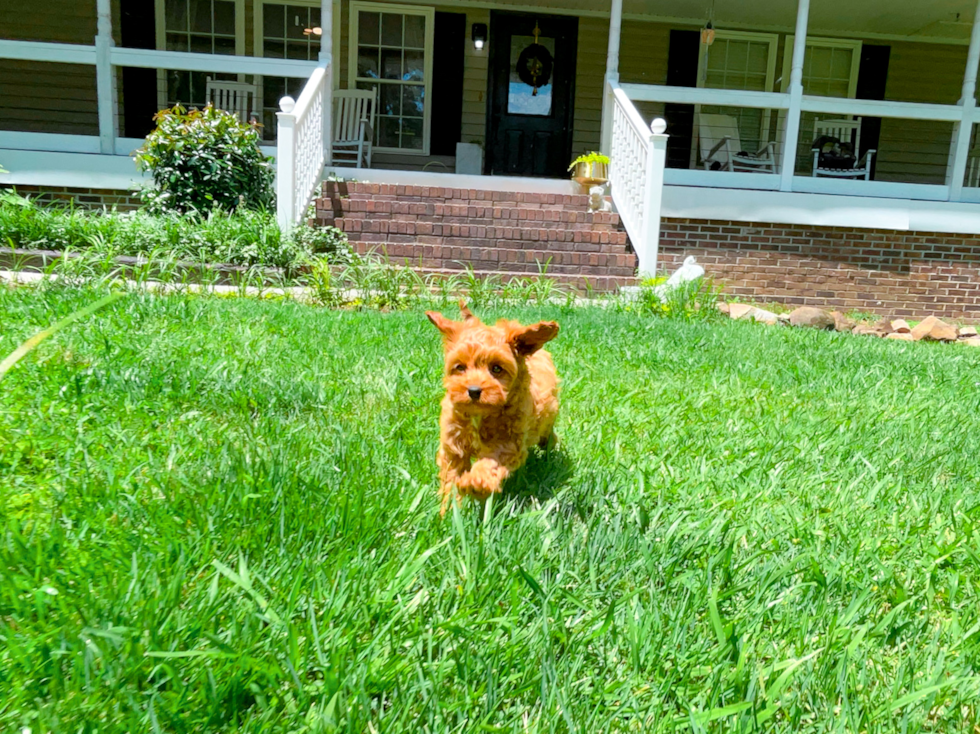 Cavapoo Puppy for Adoption