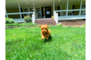 Cavapoo Pup Being Cute