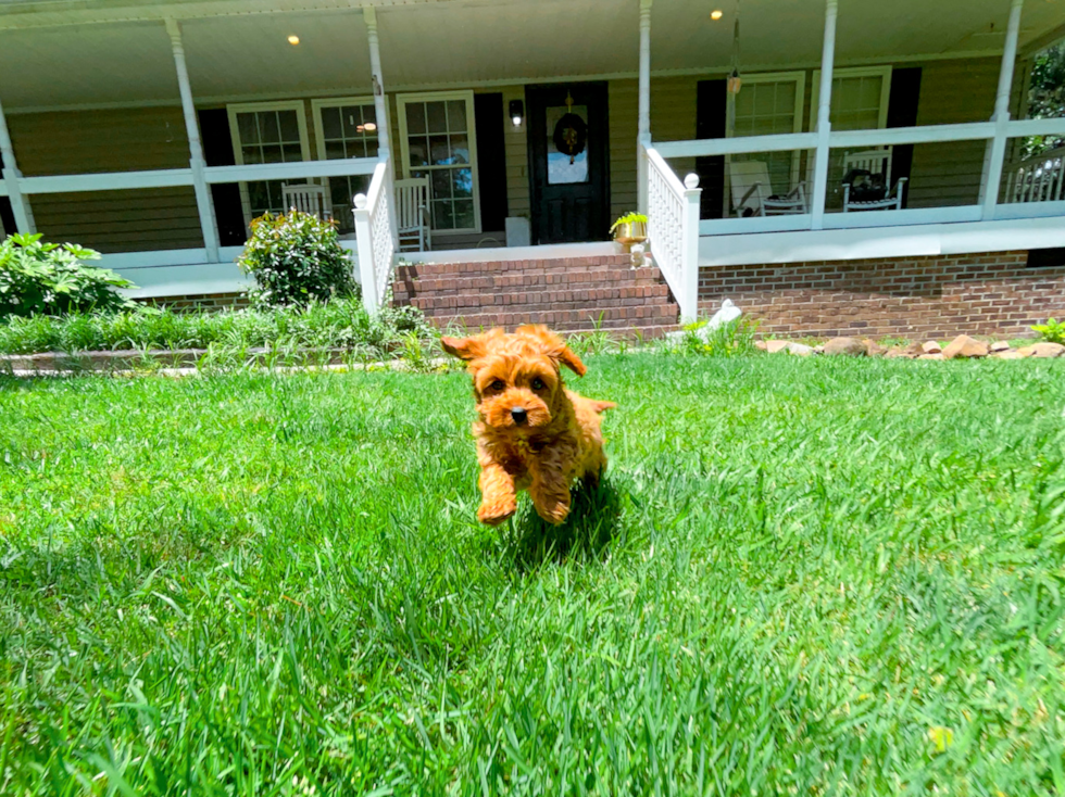 Cavapoo Pup Being Cute