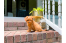Cute Cavipoo Poodle Mix Puppy