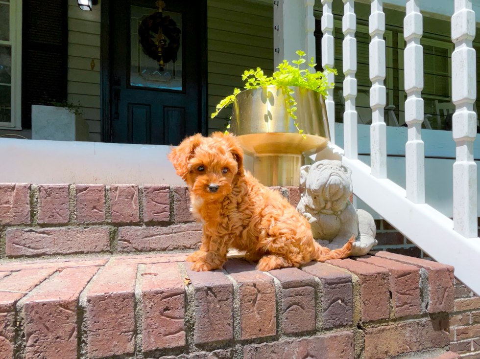 Cute Cavipoo Poodle Mix Puppy