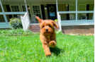 Cute Cavapoo Baby