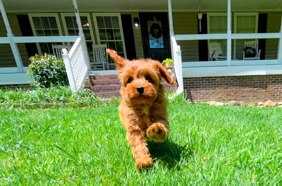 Cute Cavapoo Baby