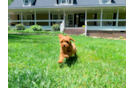 Cute Cavapoo Poodle Mix Pup