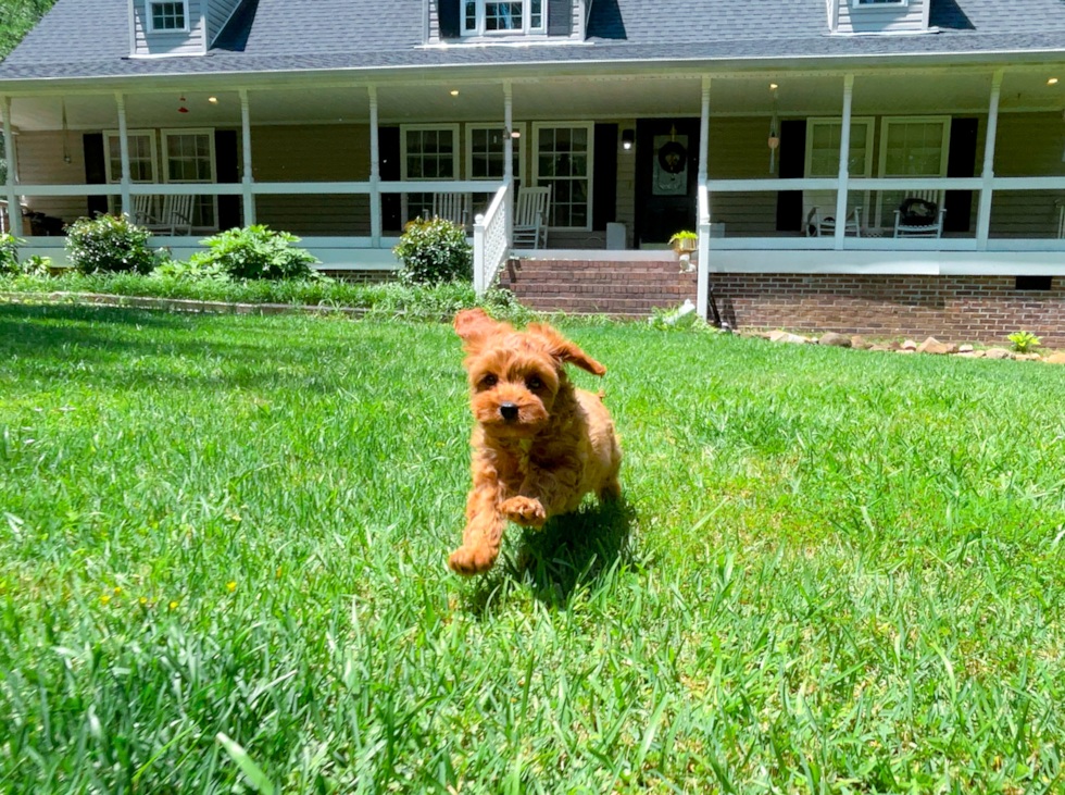 Cute Cavapoo Poodle Mix Pup