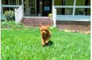 Cavapoo Puppy for Adoption