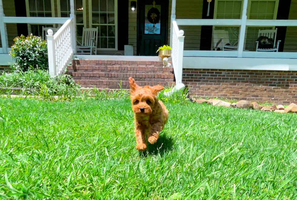 Cavapoo Puppy for Adoption