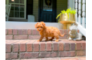 Cute Cavapoo Baby