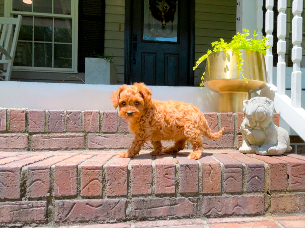 Cute Cavapoo Baby