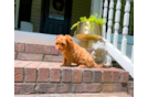 Cute Cavapoo Poodle Mix Pup