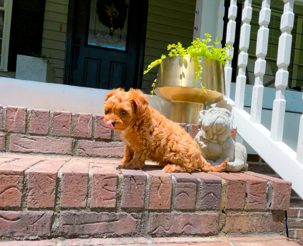 Cute Cavapoo Poodle Mix Pup