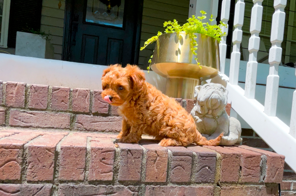 10 week old Cavapoo Puppy For Sale - Simply Southern Pups