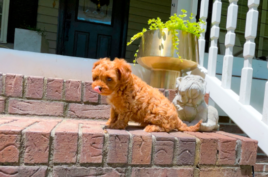 Cute Cavapoo Poodle Mix Pup