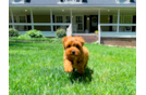 Best Cavapoo Baby