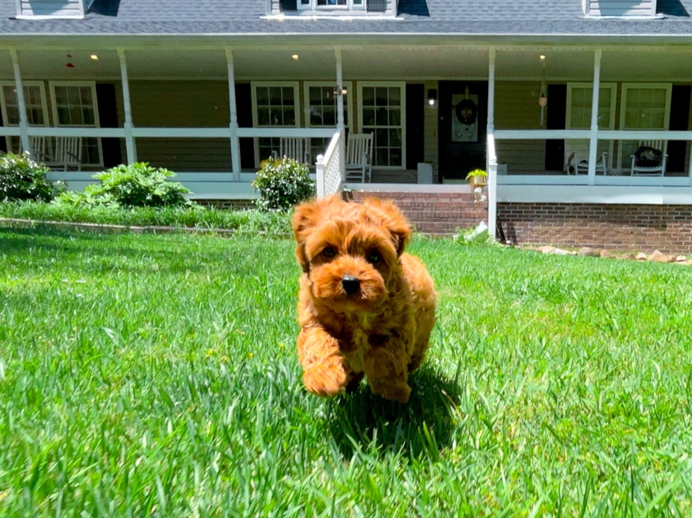 Best Cavapoo Baby