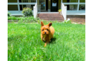 Cavapoo Puppy for Adoption