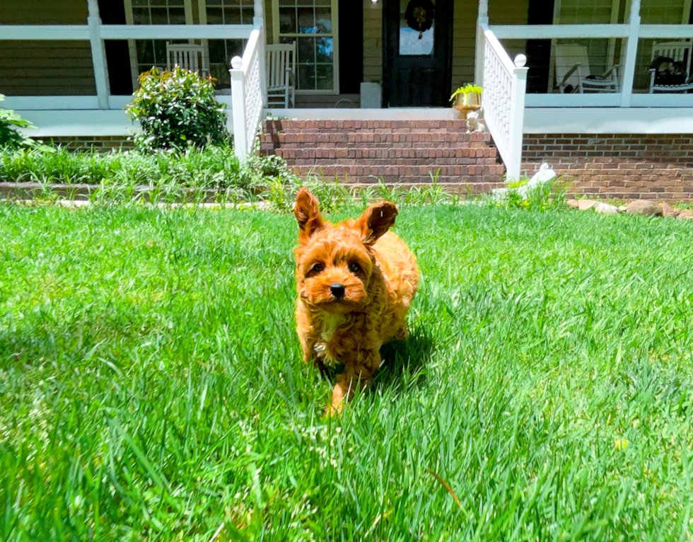 Cavapoo Puppy for Adoption