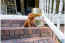 Best Cavapoo Baby
