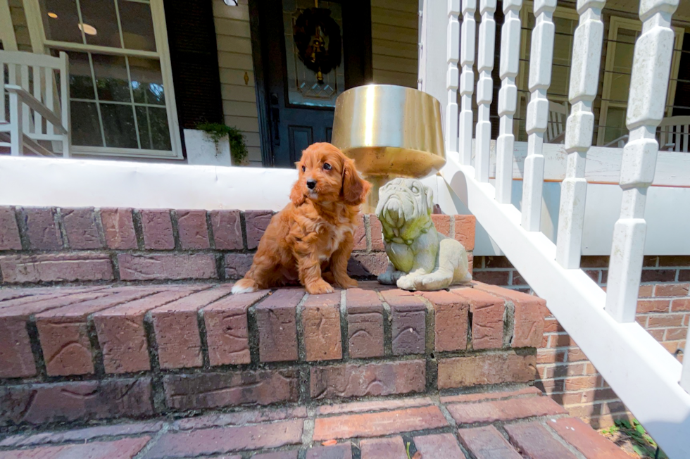 Best Cavapoo Baby