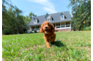 Cute Cavadoodle Poodle Mix Puppy