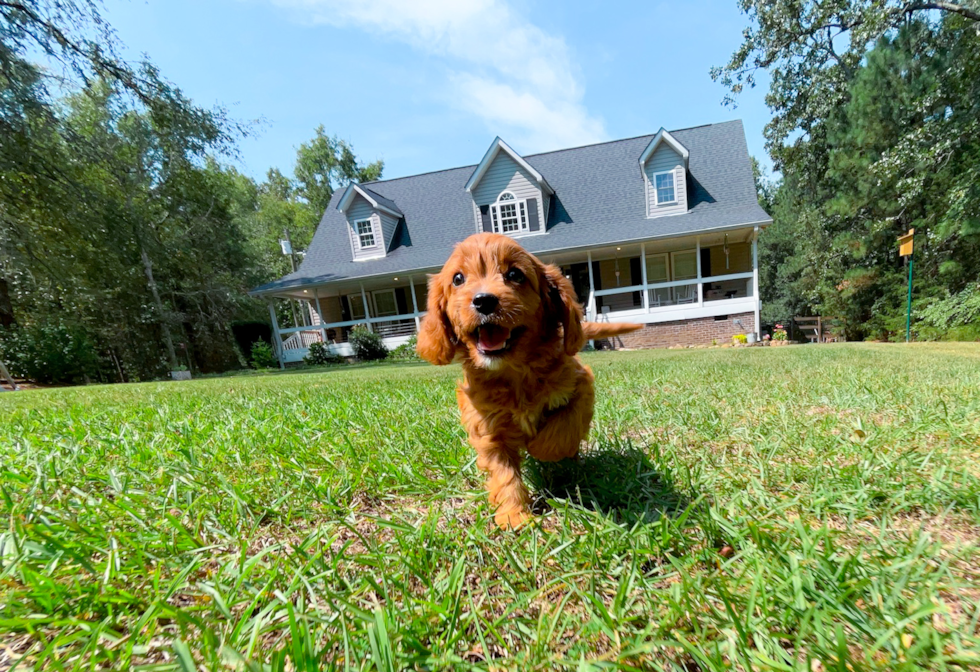 Cute Cavadoodle Poodle Mix Puppy