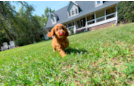 Cute Cavoodle Poodle Mix Puppy