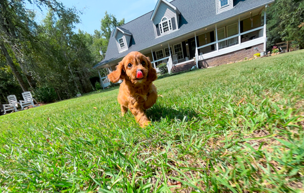 Cute Cavoodle Poodle Mix Puppy