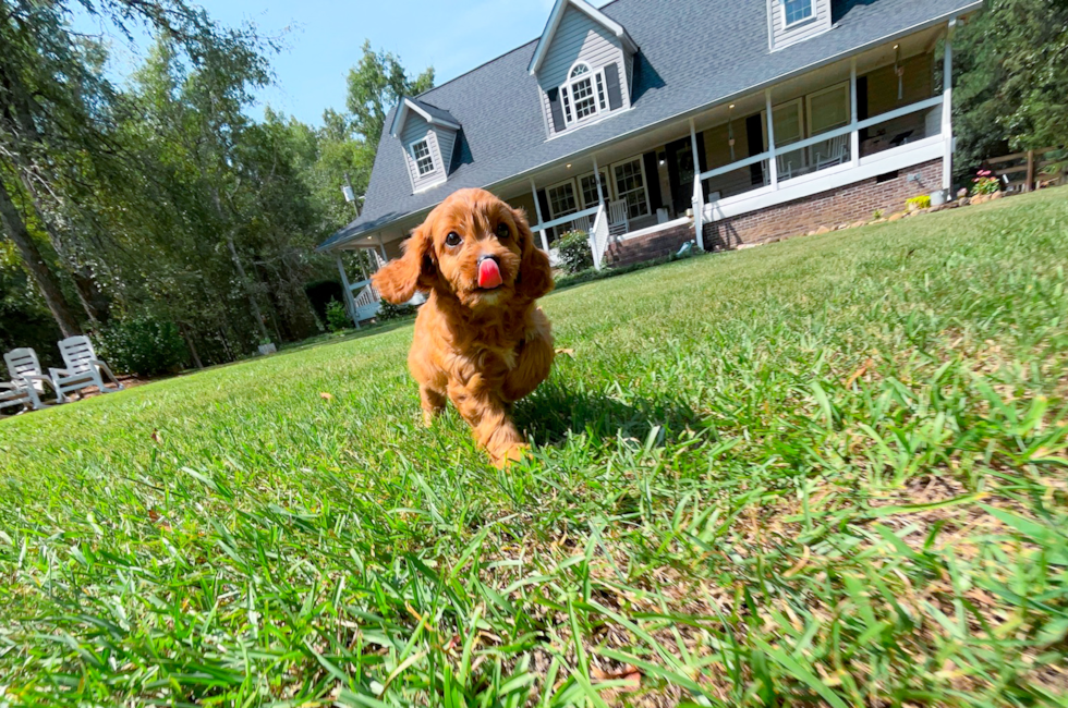 9 week old Cavapoo Puppy For Sale - Simply Southern Pups