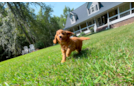 Best Cavapoo Baby