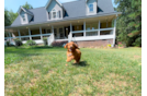 Cavapoo Puppy for Adoption