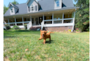 Cavapoo Puppy for Adoption