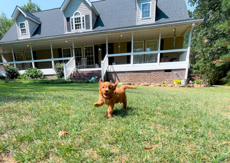 Cavapoo Puppy for Adoption