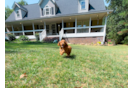 Cute Cavoodle Poodle Mix Puppy
