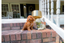 Cute Cavalier King Charles Spaniel and Poodle Mix Poodle Mix Puppy