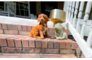 Cute Cavapoo Baby