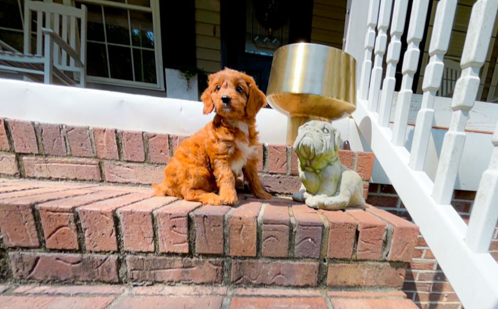 Cute Cavapoo Baby