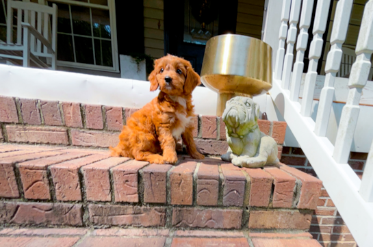 Cute Cavapoo Baby