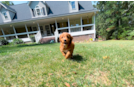 Cavapoo Pup Being Cute