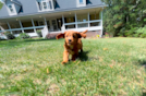 Cavapoo Pup Being Cute