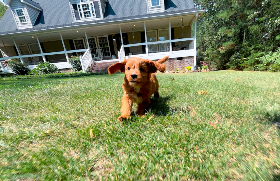 Cavapoo Pup Being Cute
