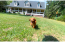 Cute Cavapoo Poodle Mix Pup