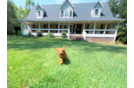 Cavapoo Puppy for Adoption