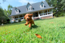 Cute Cavapoo Poodle Mix Pup