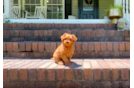 Cute Cavadoodle Poodle Mix Puppy