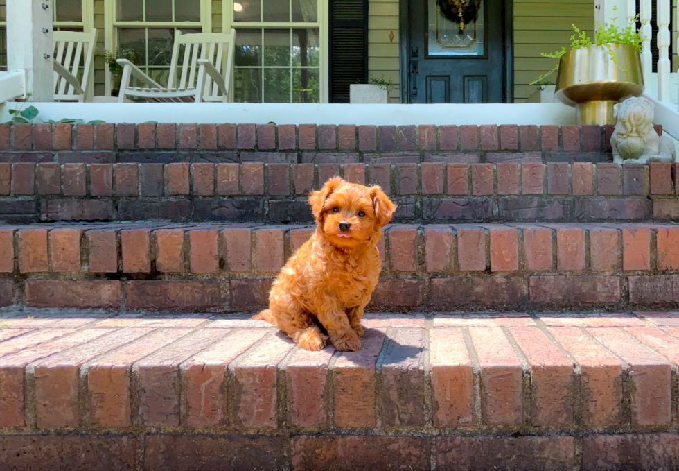 Cute Cavadoodle Poodle Mix Puppy