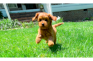 Cute Cavapoo Baby