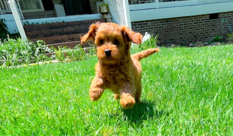 Cute Cavapoo Baby